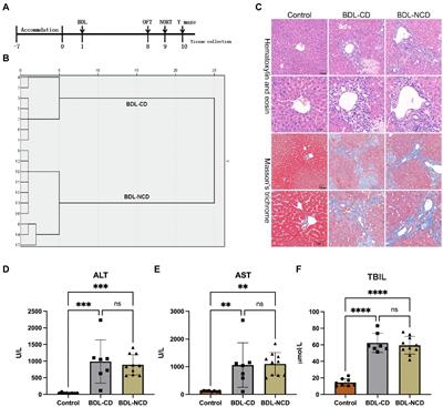 The Role of Gut Microbiota in Mice With Bile Duct Ligation-Evoked Cholestatic Liver Disease-Related Cognitive Dysfunction